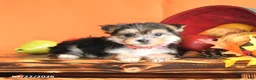 Morkie dogs for sale: Cinnamon - Ad 3