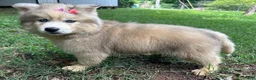 Siberian Husky dogs for sale: ROMANiA - Ad 32