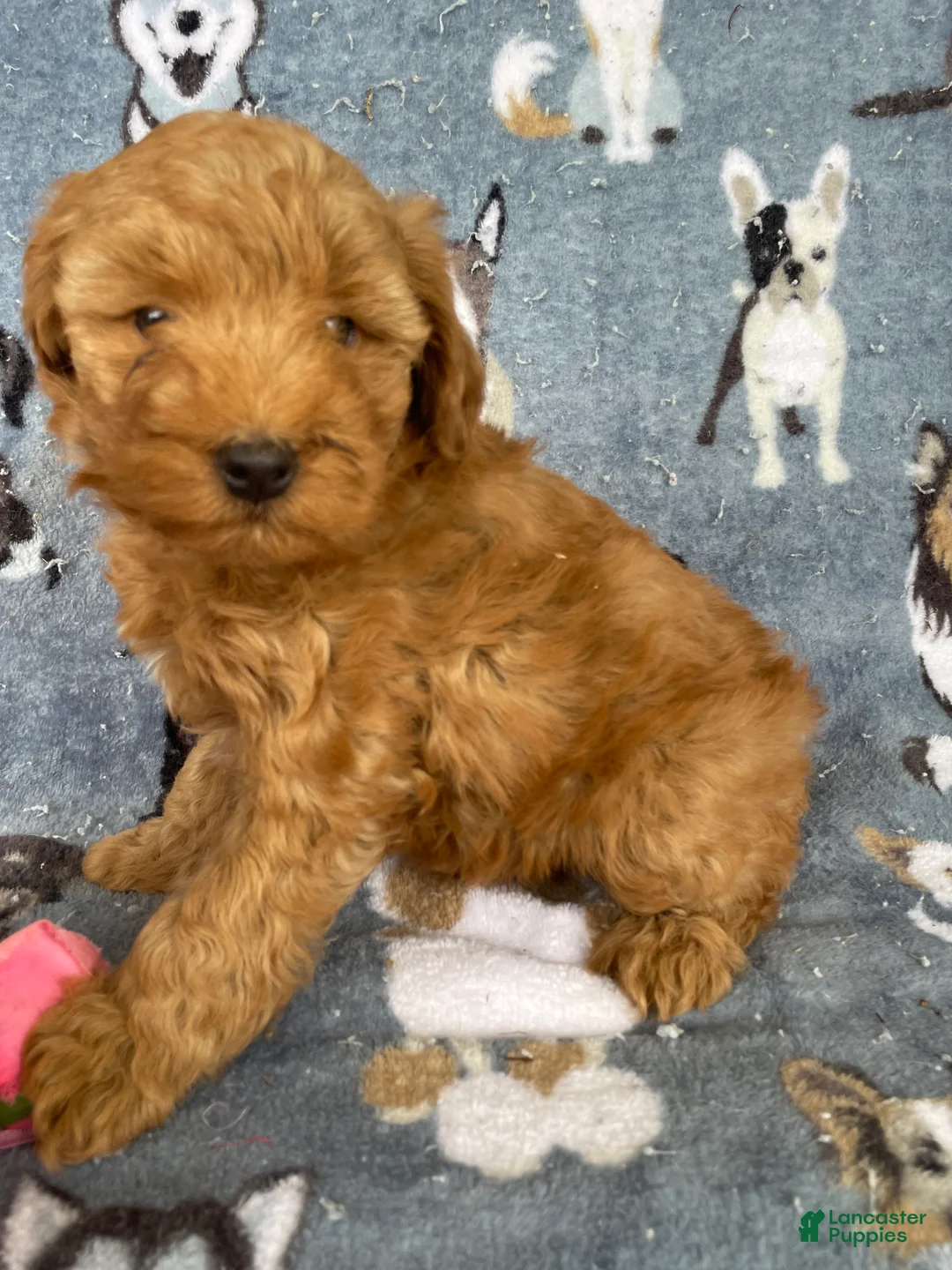Miniature Poodle dogs for sale: Cody - Ad 4