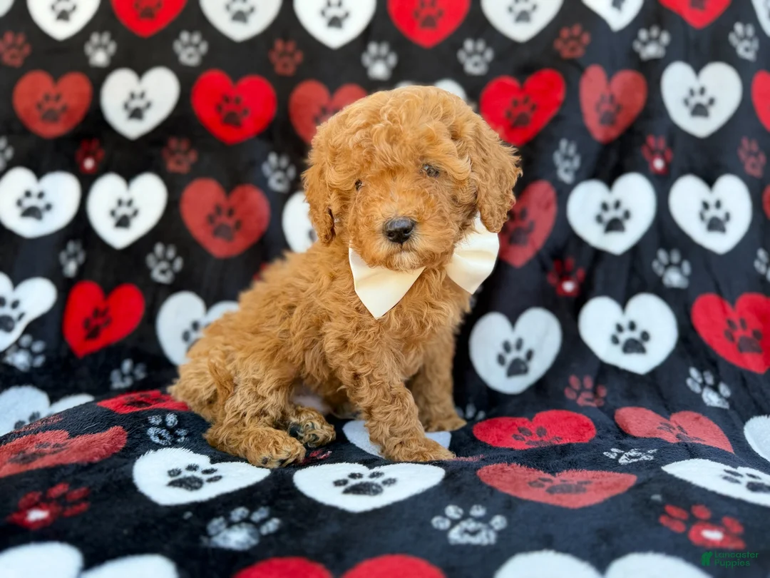 Cavapoo dogs for sale: Ace - Ad 1