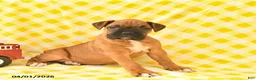 Boxer dogs for sale: Kelsey  - Ad 3