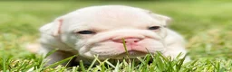 English Bulldog dogs for sale: Dallas - Ad 6
