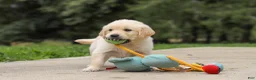 Golden Retriever dogs for sale: Baxter - Ad 8