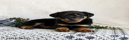 Rottweiler dogs for sale: Izzy - Ad 4