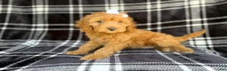 Cockapoo dogs for sale: Tinsley - Ad 5