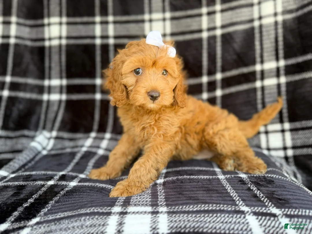 Cockapoo dogs for sale: Tinsley - Ad 5
