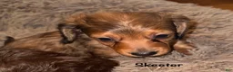 Miniature Dachshund dogs for sale: Skeeter - Ad 5