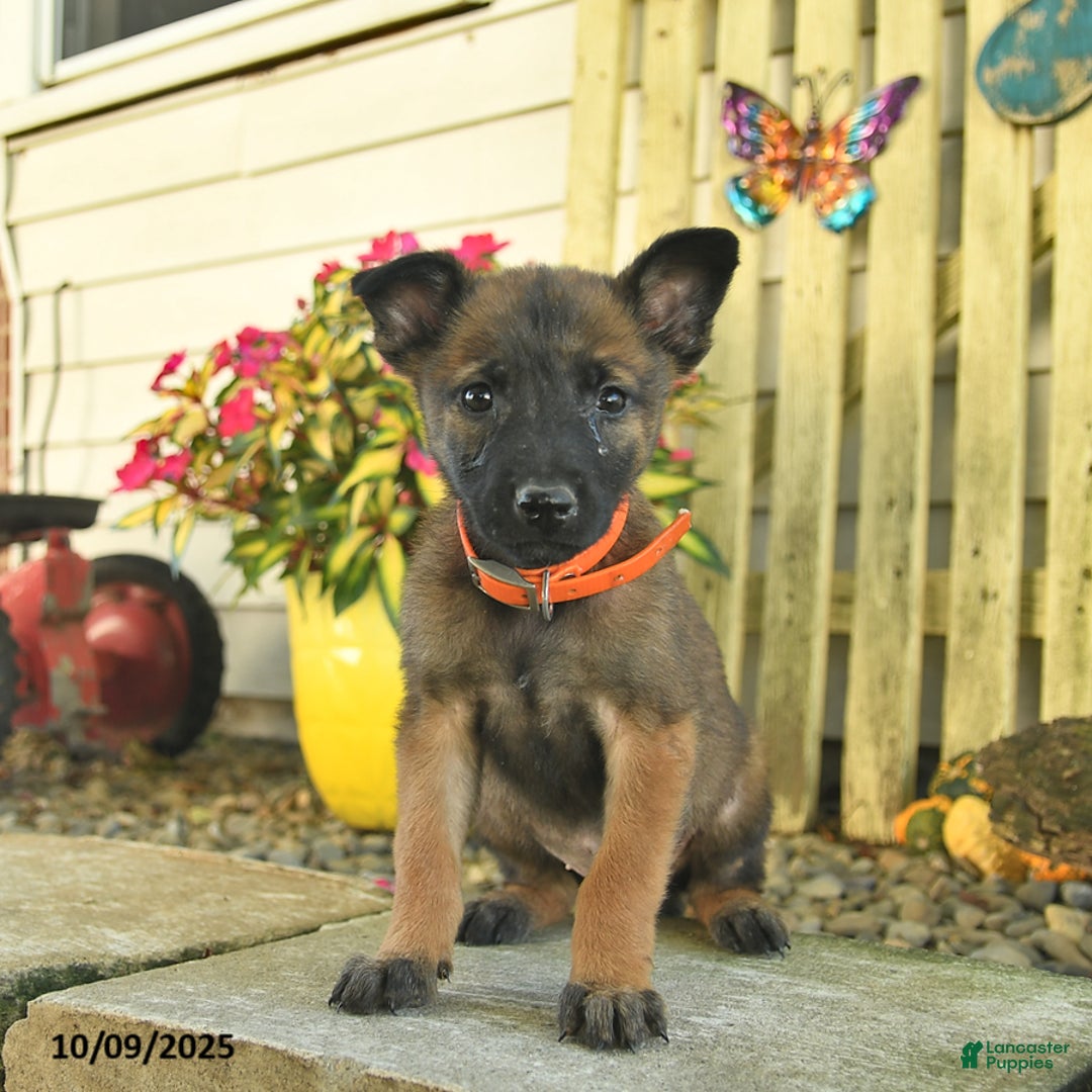 Belgian Malinois dogs for sale: Polly  - Ad 10