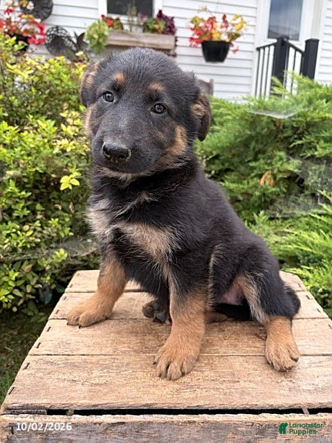 German Shepherd dogs Dakota - Ad 2