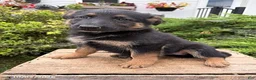 German Shepherd dogs for sale: Dakota - Ad 2