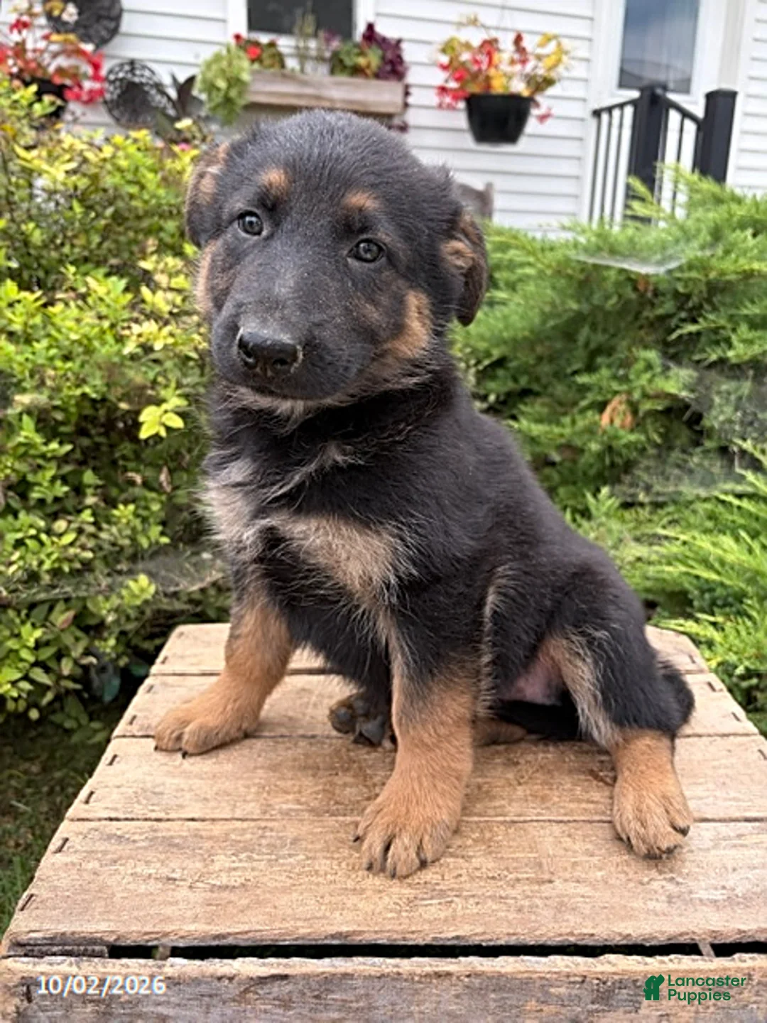 German Shepherd dogs for sale: Dakota - Ad 2