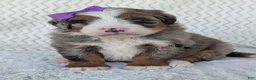Mini Bernedoodle dogs for sale: Mini Indy  - Ad 37