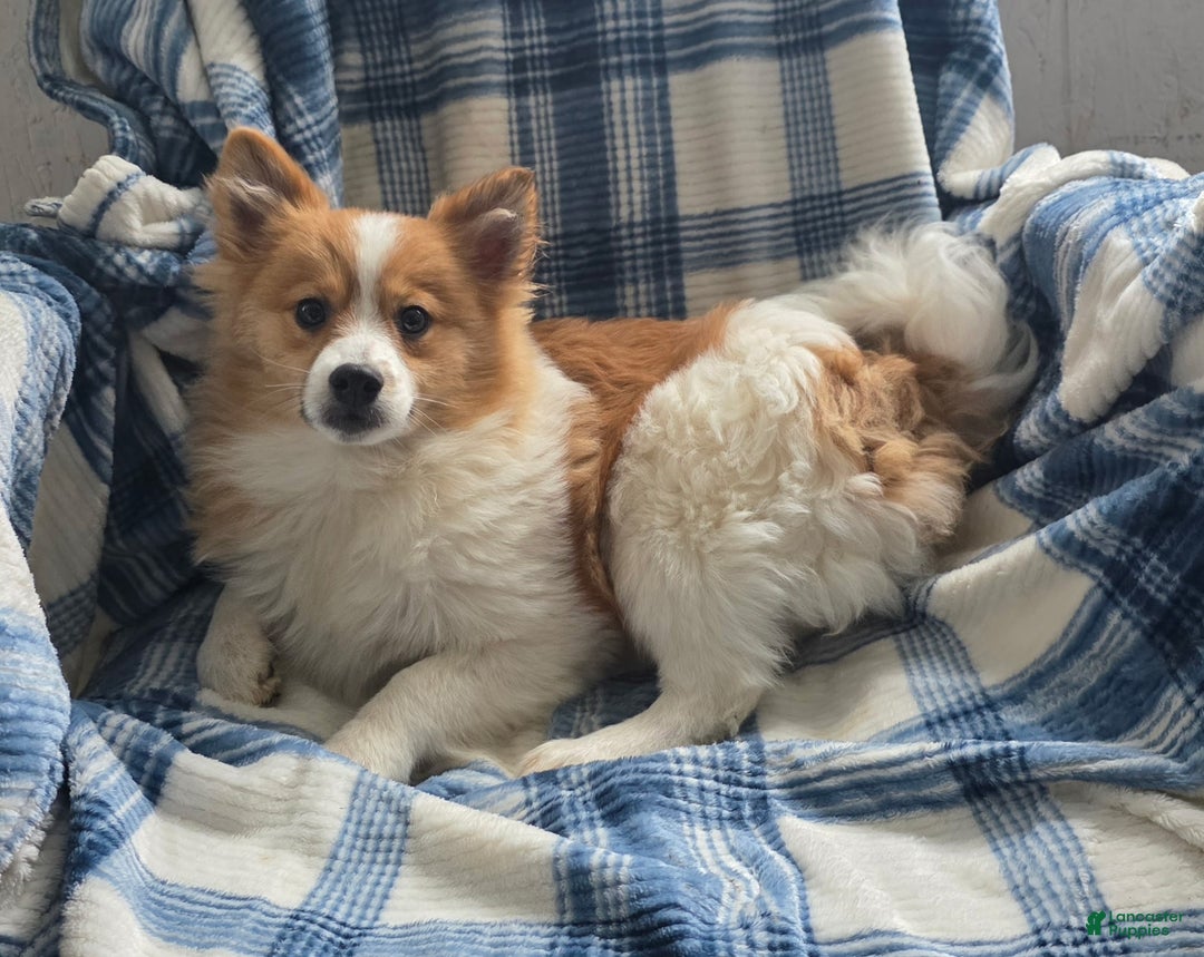 Pomeranian dogs for sale: Sally May - Ad 1