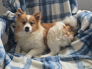 Pomeranian dogs Sally May - Ad 14