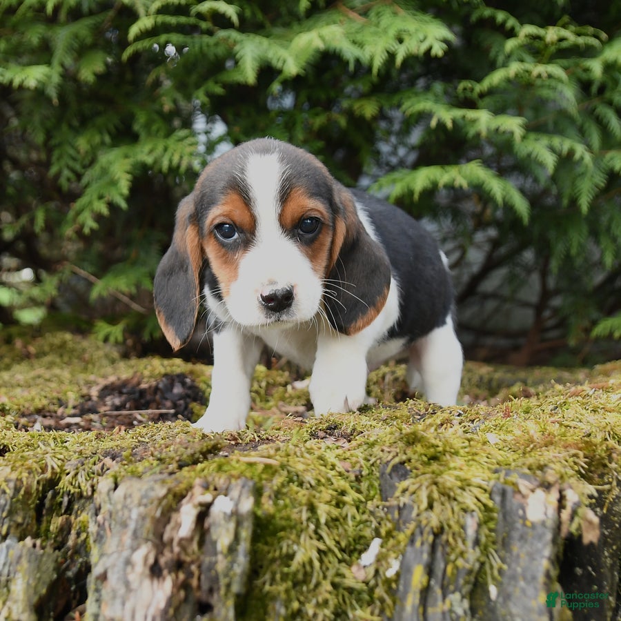 Beagle dogs Rusty - Ad 1