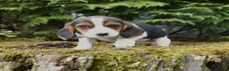 Beagle dogs for sale: Rusty - Ad 1