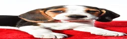 Beagle dogs for sale: Mae - Ad 3