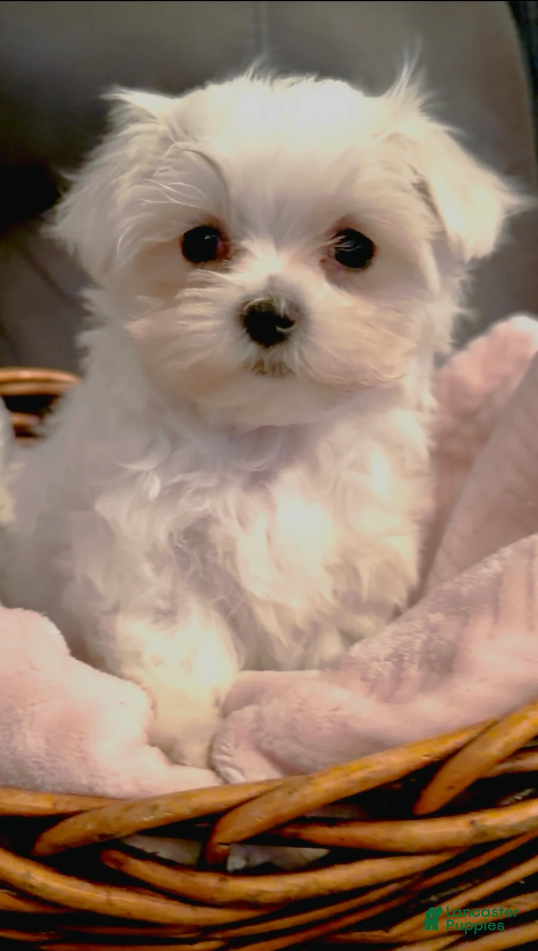 Maltese dogs for sale: Maltese Puppy 1 - Ad 1