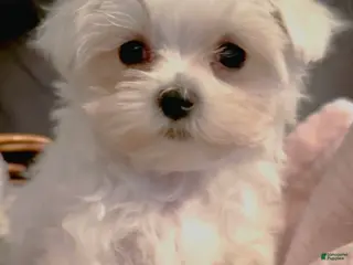 Maltese dogs Maltese Puppy 1 - Ad 7