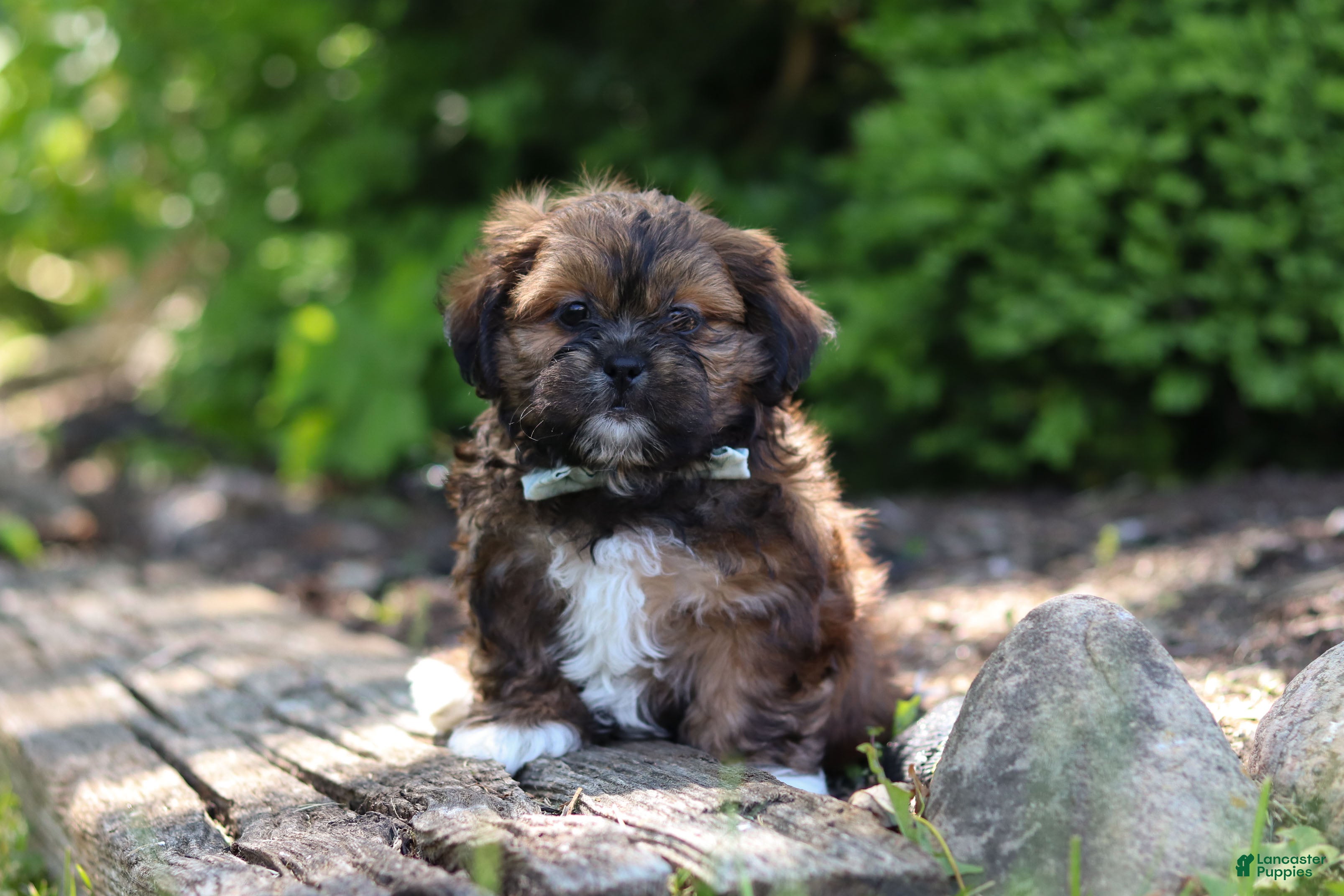 Shih Tzu dogs Theo - Ad 1
