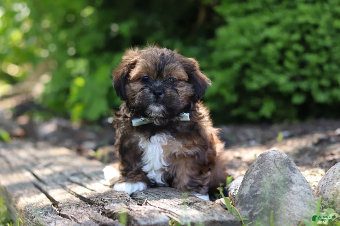 Shih Tzu dogs for sale: Theo - Ad 1