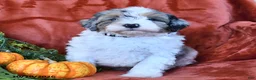 Aussiedoodle dogs for sale: Amos  - Ad 3