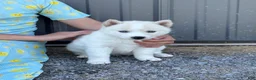 Siberian Husky dogs for sale: Coconut - Ad 2