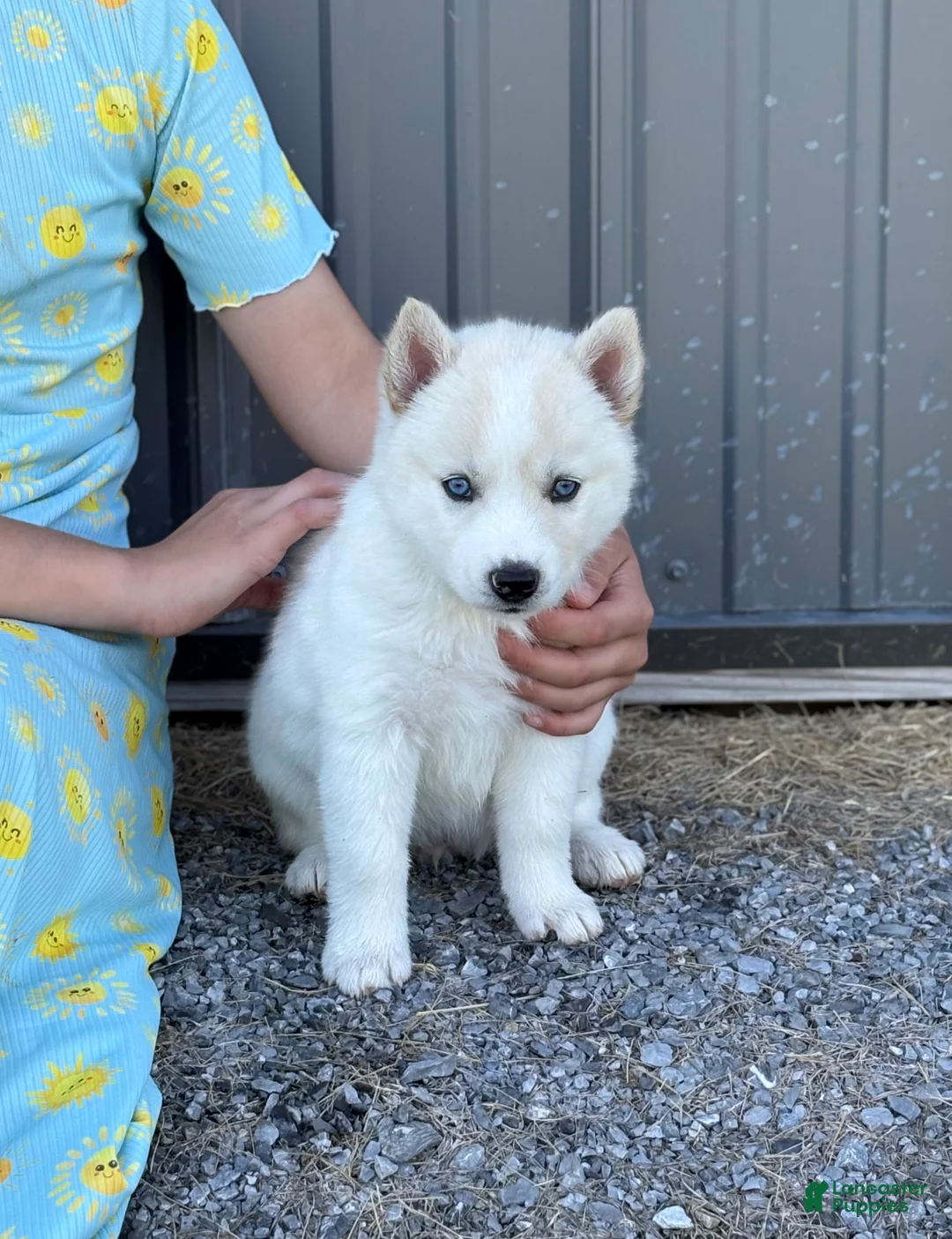 Siberian Husky dogs for sale: Coconut - Ad 2