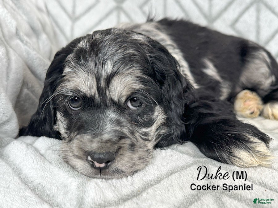 Cocker Spaniel dogs Duke - Ad 1