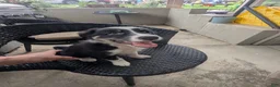 Border Collie dogs for sale: Border Collie 5 - Ad 1