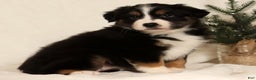 Miniature Australian Shepherd dogs for sale: Tracy - Ad 1