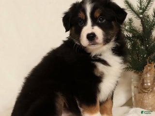 Miniature Australian Shepherd dogs Tracy - Ad 19