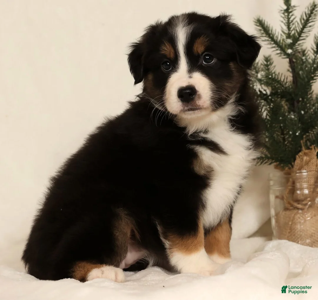 Miniature Australian Shepherd dogs for sale: Tracy - Ad 1