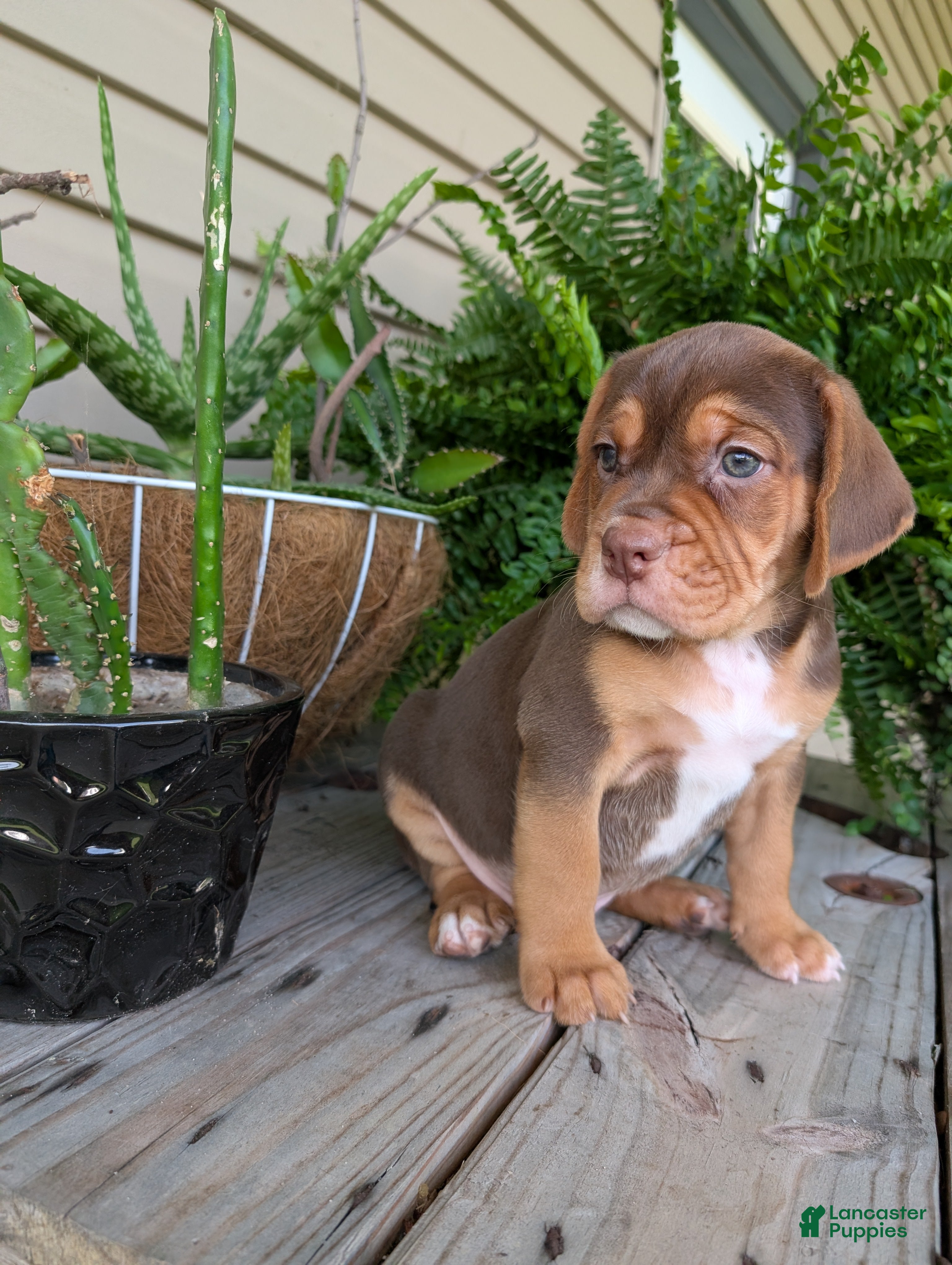 Beabull dogs Gus - Ad 33
