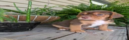 Beabull dogs for sale: Gus - Ad 1
