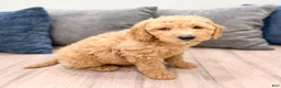 Miniature Labradoodle dogs for sale: Karl - Ad 3