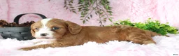 Cavapoo dogs for sale: Cavapoo 6 - Ad 5