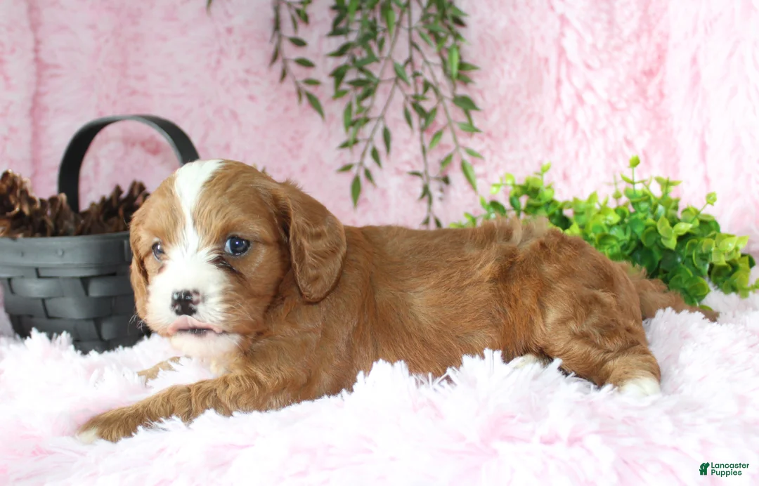 Cavapoo dogs for sale: Cavapoo 6 - Ad 5