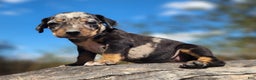 Catahoula Leopard Dog dogs for sale: Houdini 2025 Female 3 - Ad 11