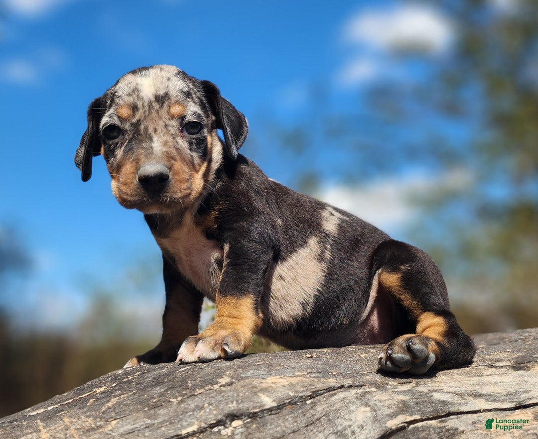 Catahoula Leopard Dog dogs for sale: Houdini 2025 Female 3 - Ad 11