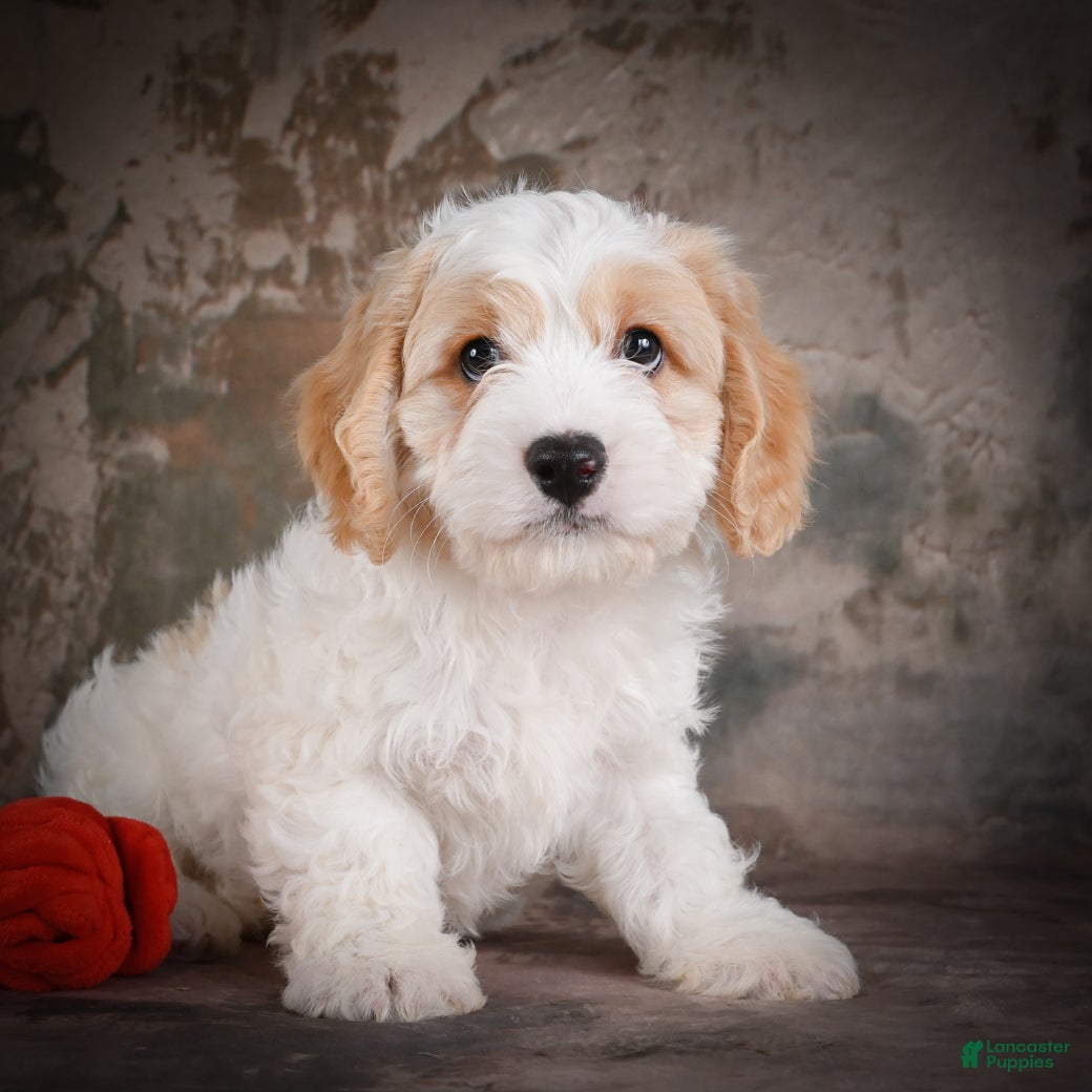 Cavachon dogs for sale: Jeremy - Ad 4