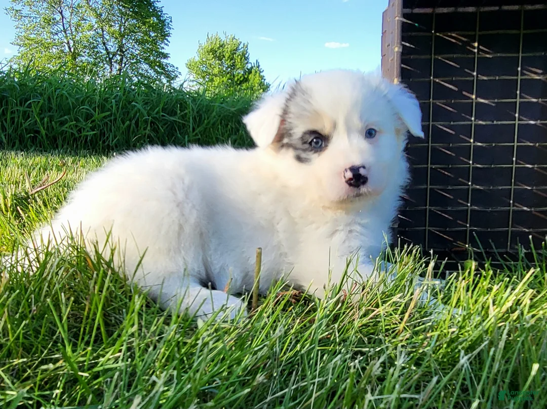 Border Collie dogs for sale: Border Collie Puppy 3 - BELLE - Ad 2