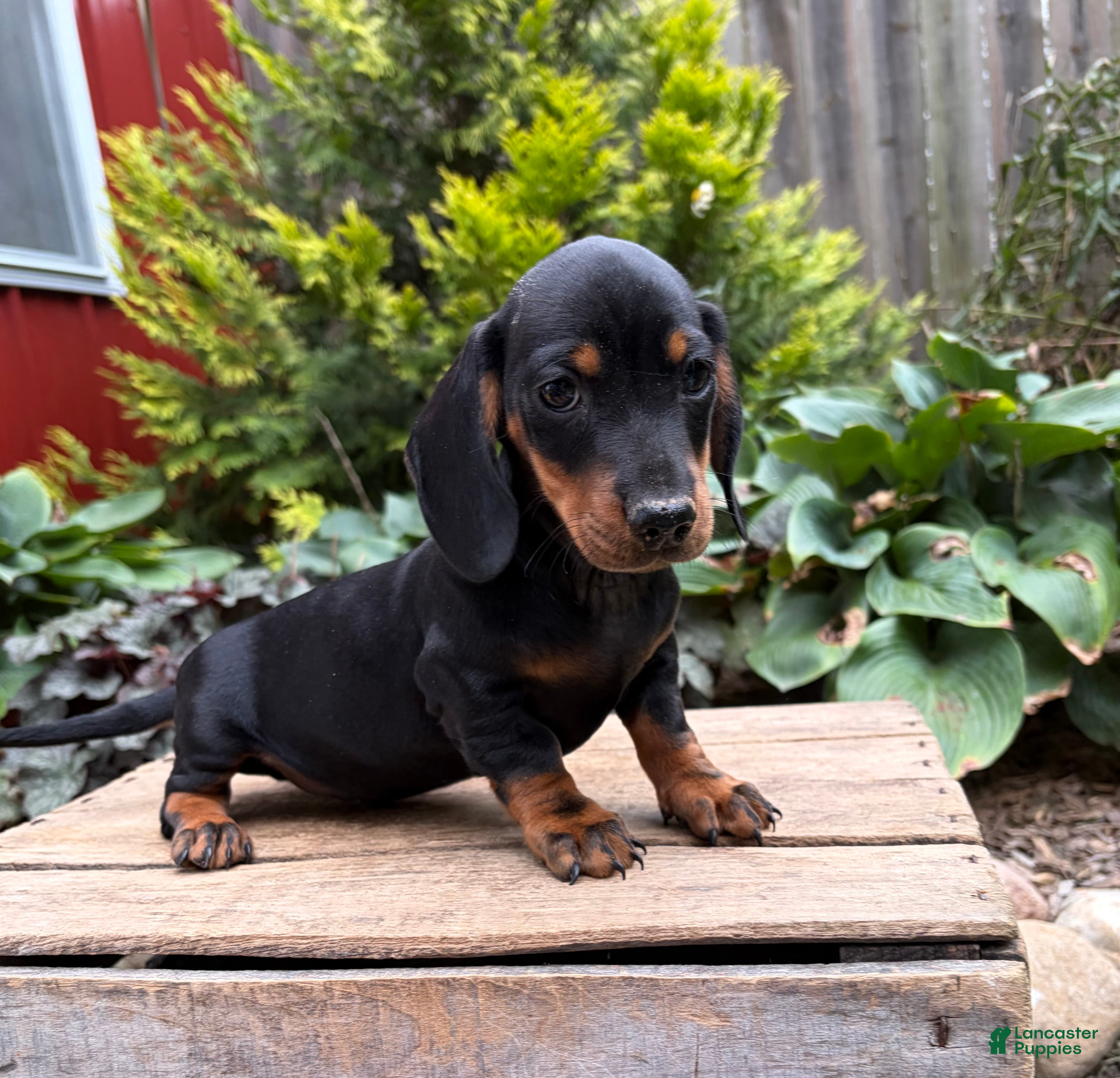 Dachshund dogs Reiley - Ad 2