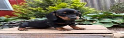 Dachshund dogs for sale: Reiley - Ad 2