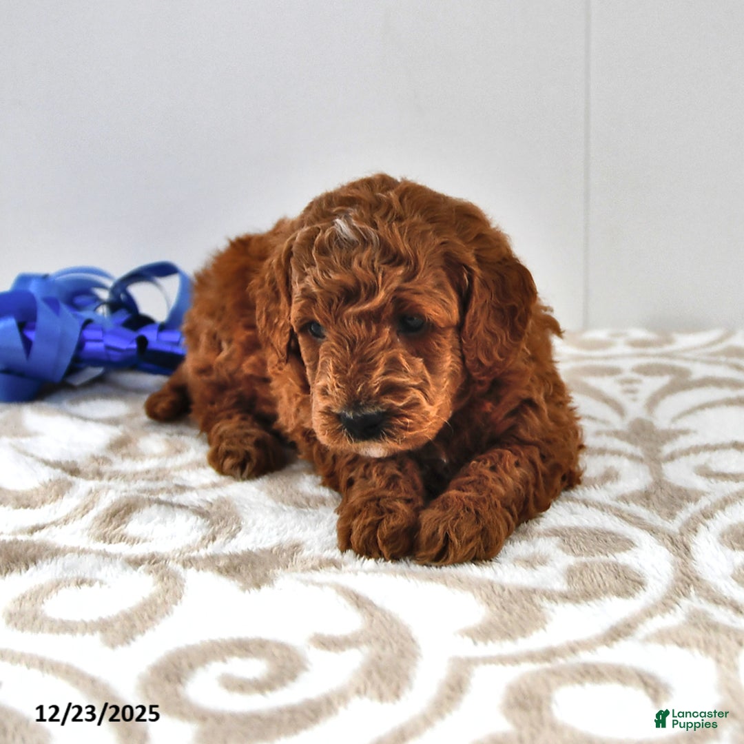 Mini Goldendoodle dogs for sale: Forest - Ad 10
