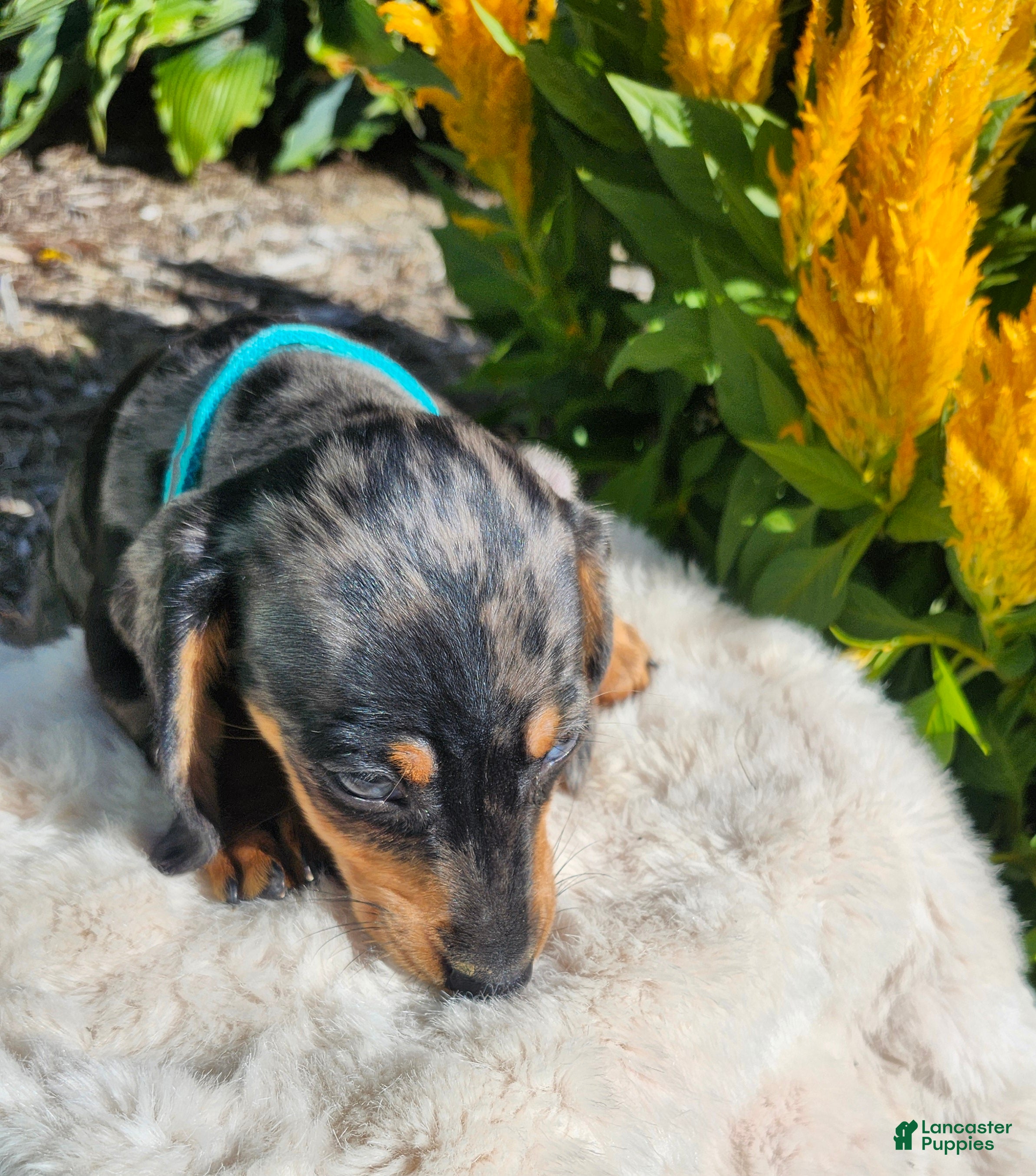 Miniature Dachshund dogs Sterling  - Ad 1