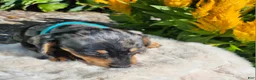 Miniature Dachshund dogs for sale: Sterling  - Ad 14