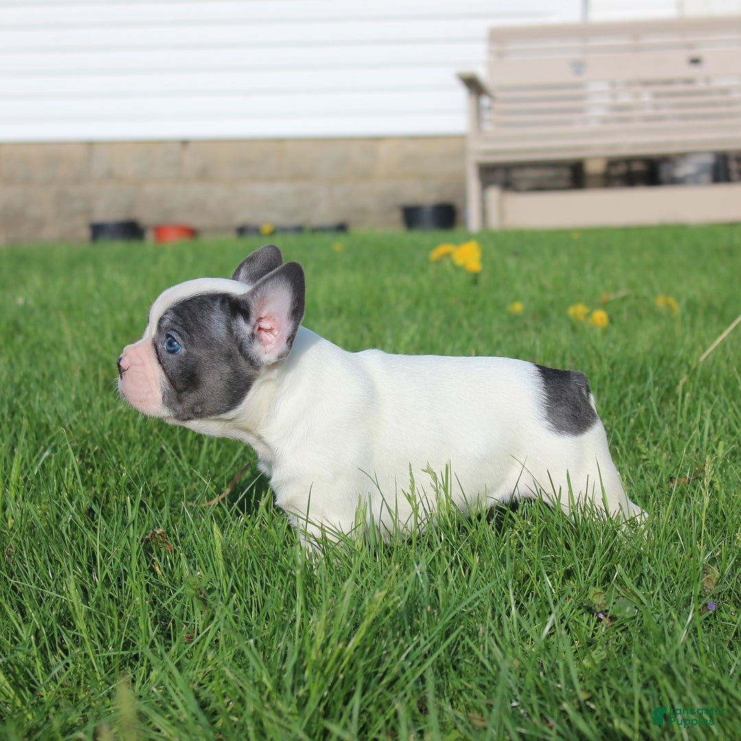 French Bulldog dogs for sale: Stiles - Ad 13