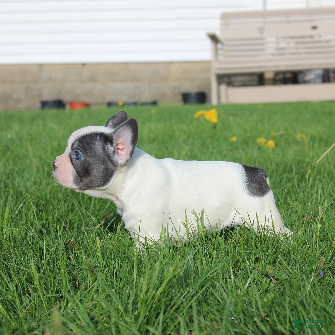 French Bulldog dogs for sale: Stiles - Ad 13
