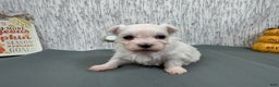 Maltese dogs for sale: Maltese Puppy 1 - Ad 3